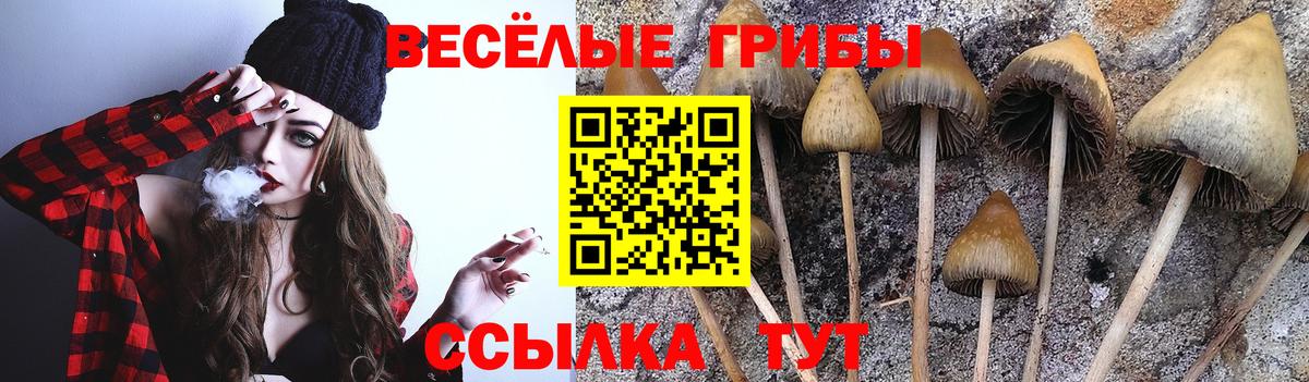 Псилоцибиновые грибы Cubensis  Галлюциногенные грибы мицелий  Вход с VPN  Мурманск 